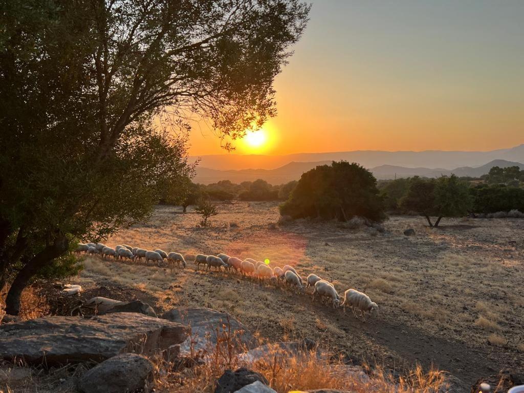 Vila Su Saucu Dorgali Exteriér fotografie