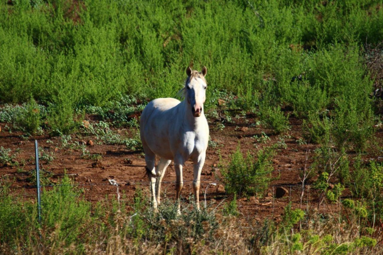 Vila Su Saucu Dorgali Exteriér fotografie